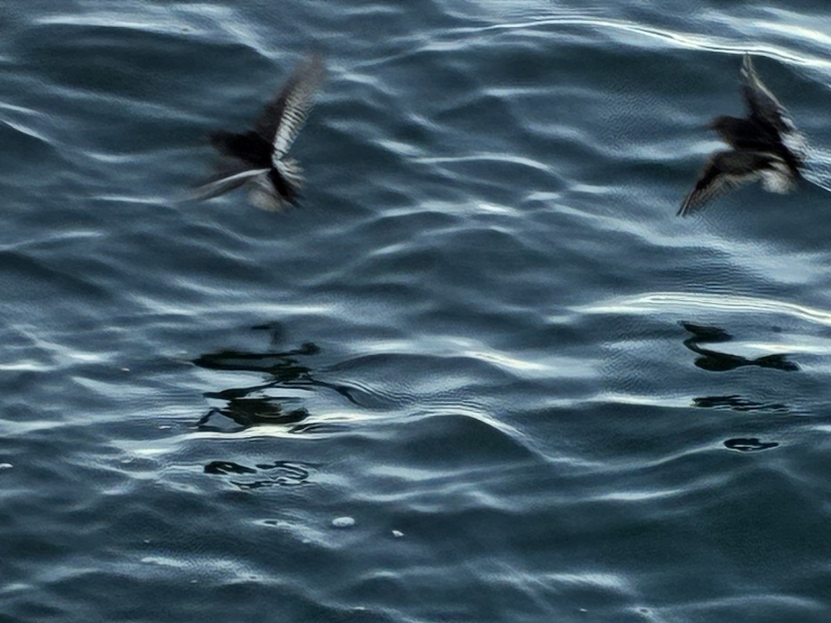 Purple Sandpiper - ML647222688