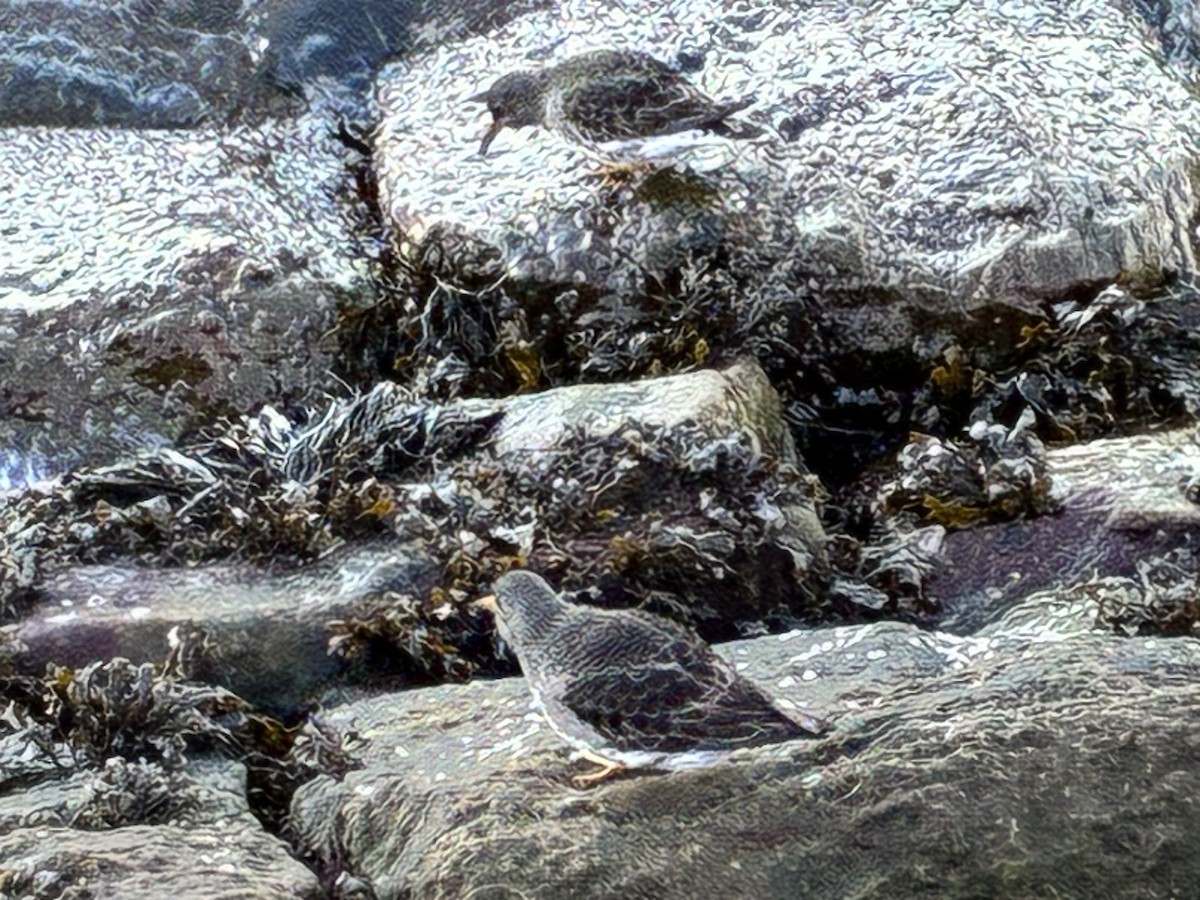 Purple Sandpiper - ML647222689