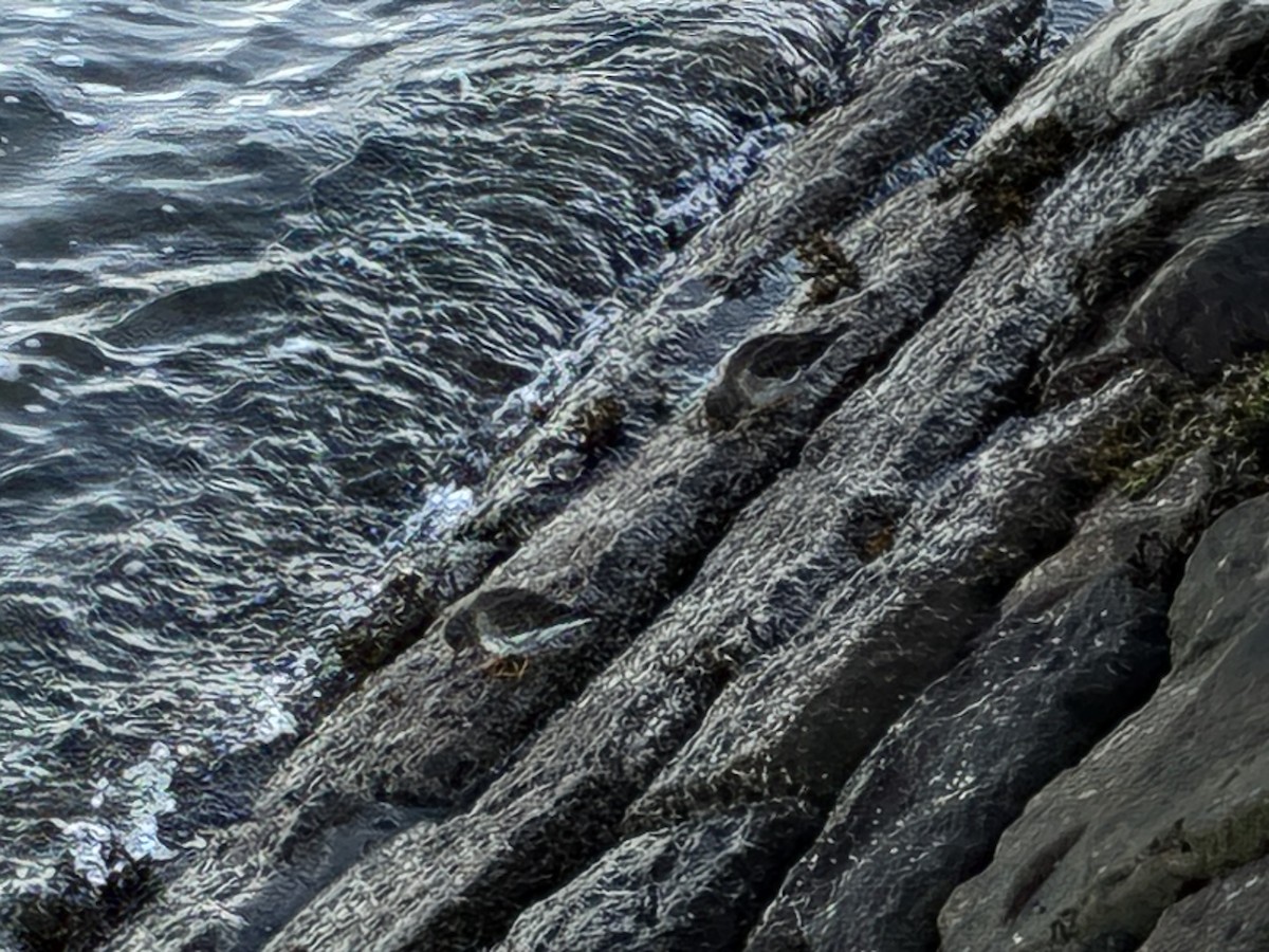 Purple Sandpiper - ML647222690