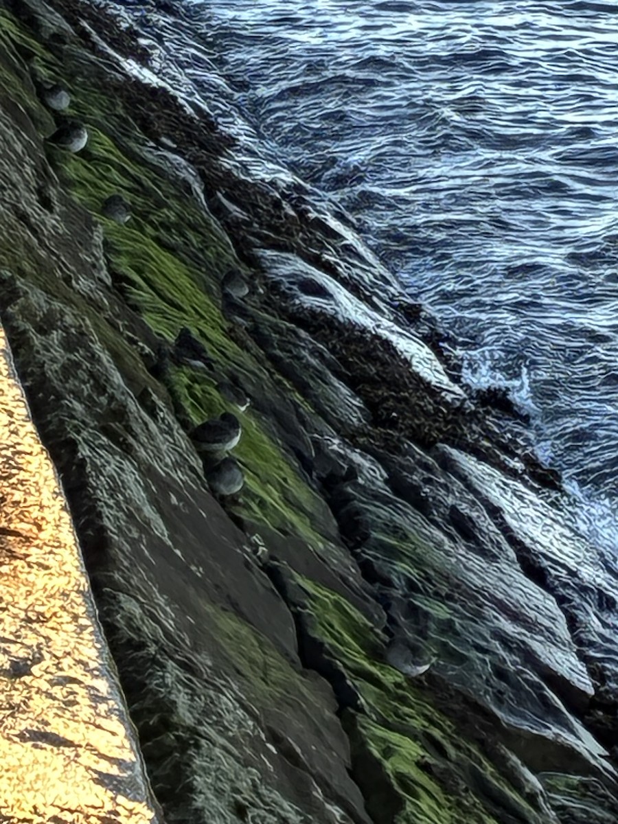 Purple Sandpiper - ML647222691