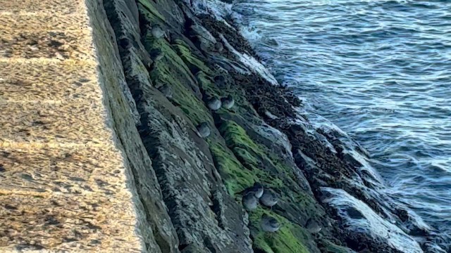 jespák mořský - ML647222692