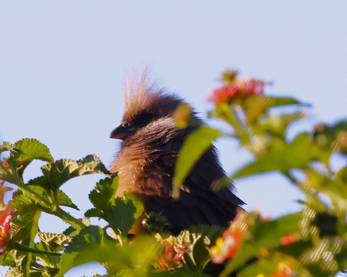 Speckled Mousebird - ML647222697