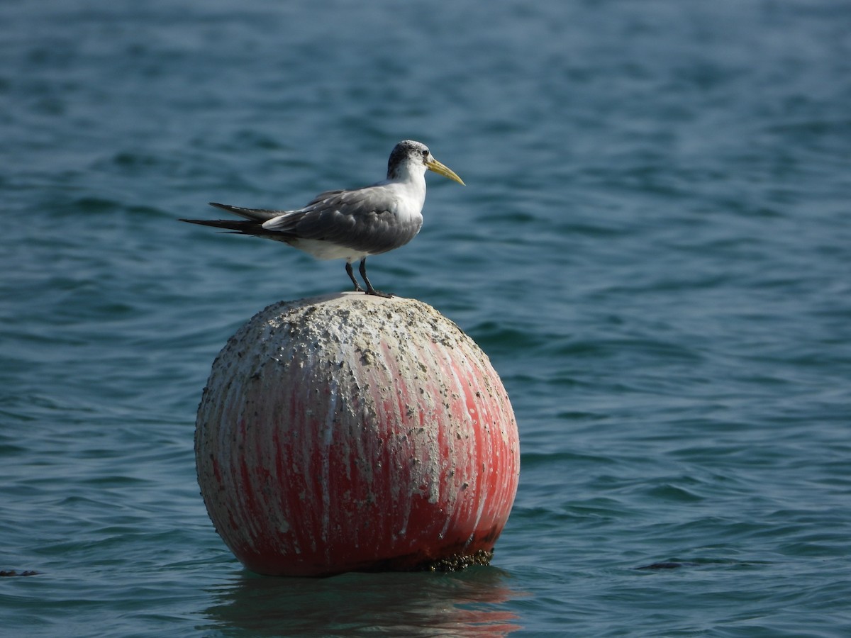 Great Crested Tern - ML647222698