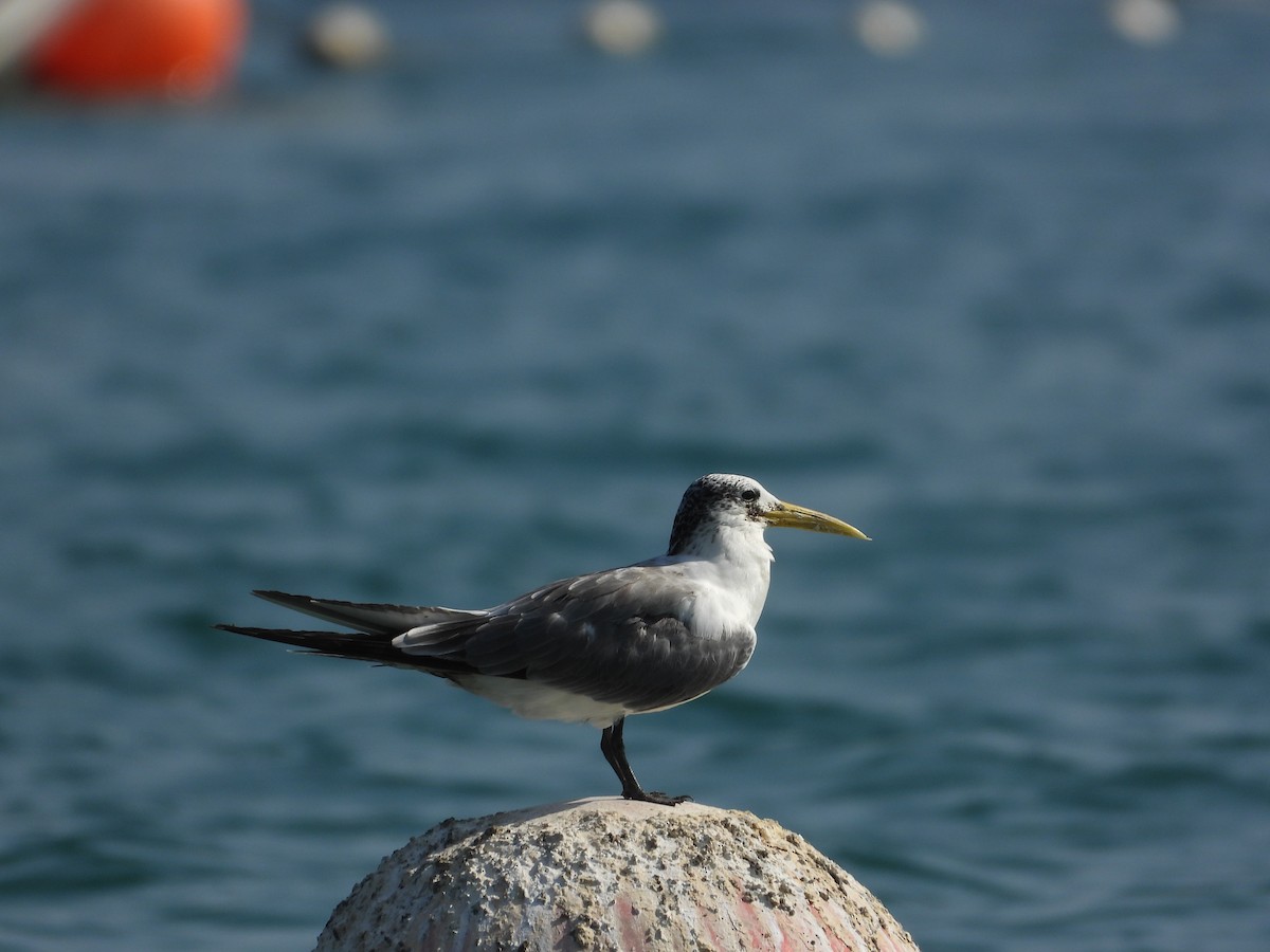 Great Crested Tern - ML647222699