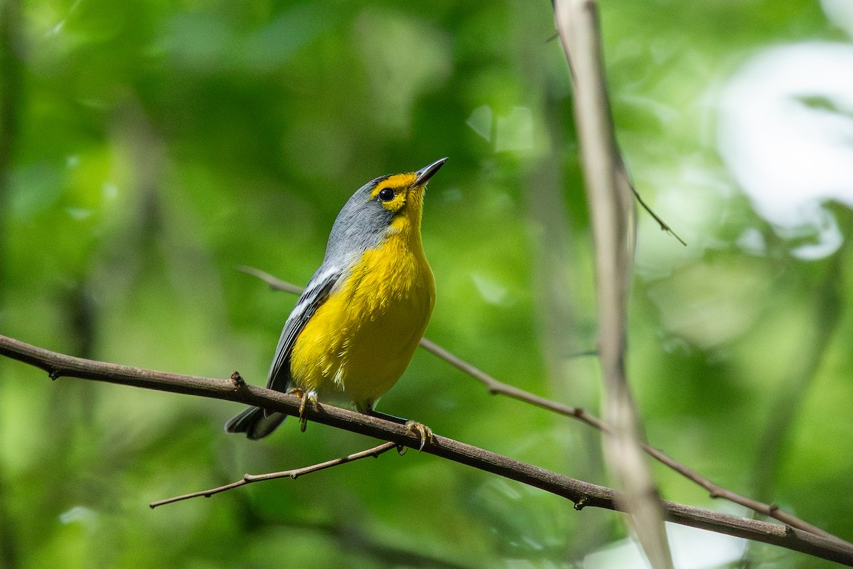 St. Lucia Warbler - ML647222701