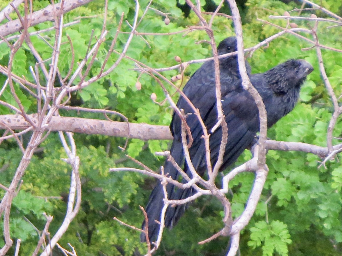 Smooth-billed Ani - ML647222703