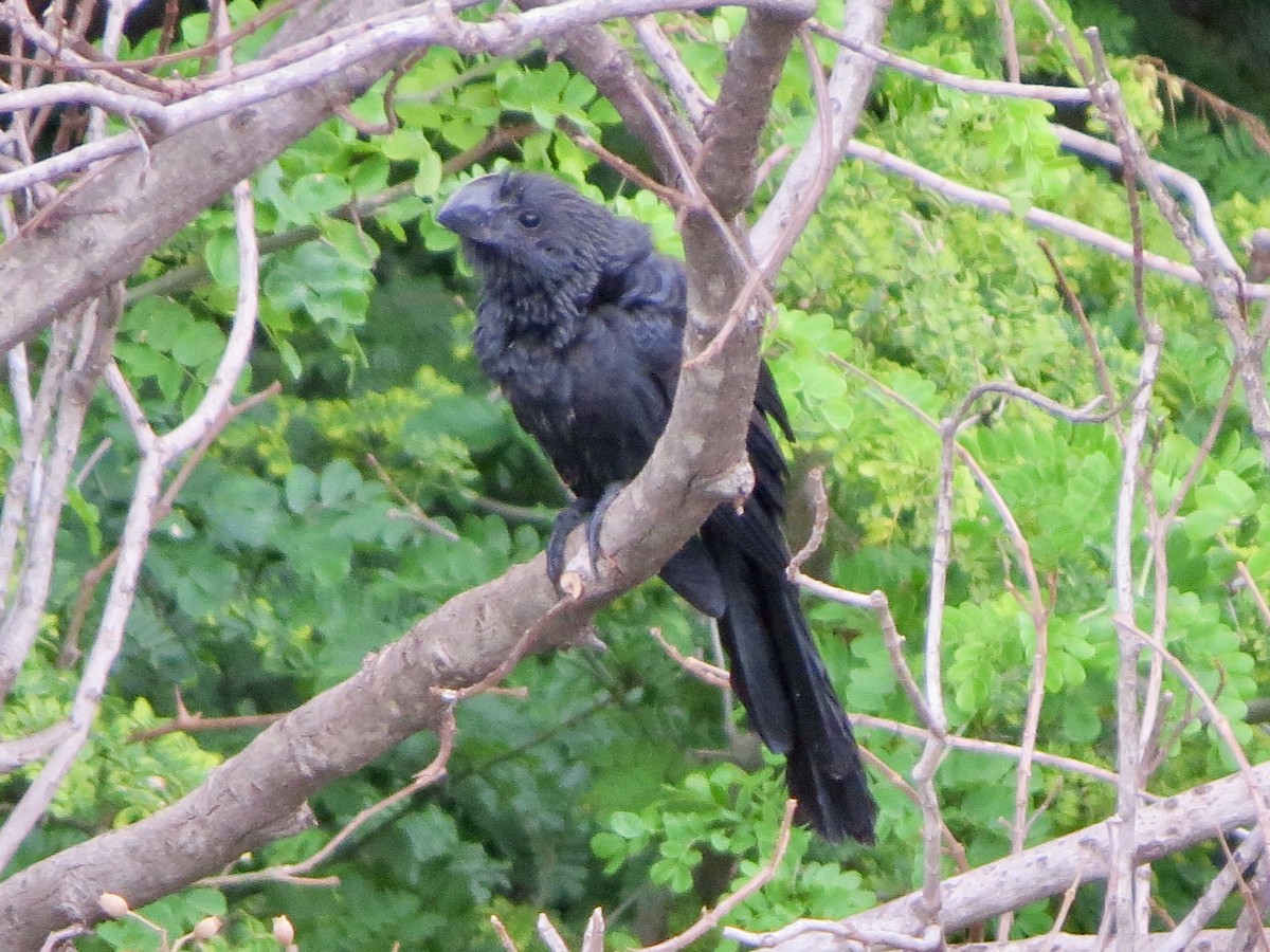Smooth-billed Ani - ML647222704