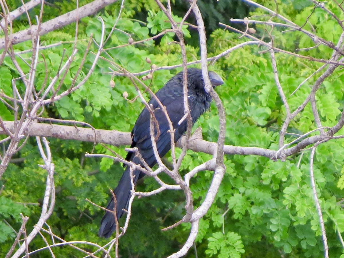 Smooth-billed Ani - ML647222705