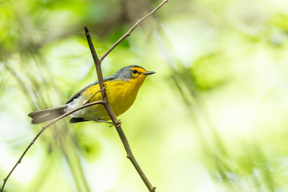 St. Lucia Warbler - ML647222706