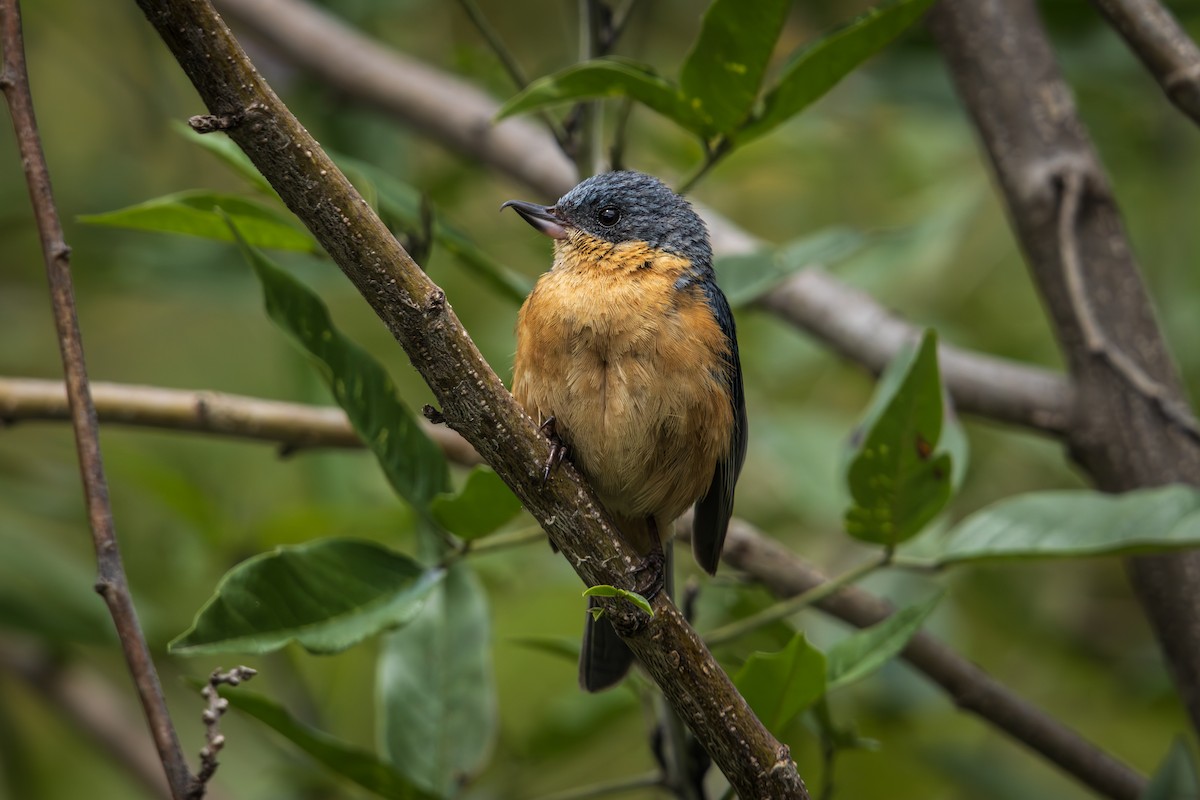 Pas Rengi Çiçekdelen - ML647222708