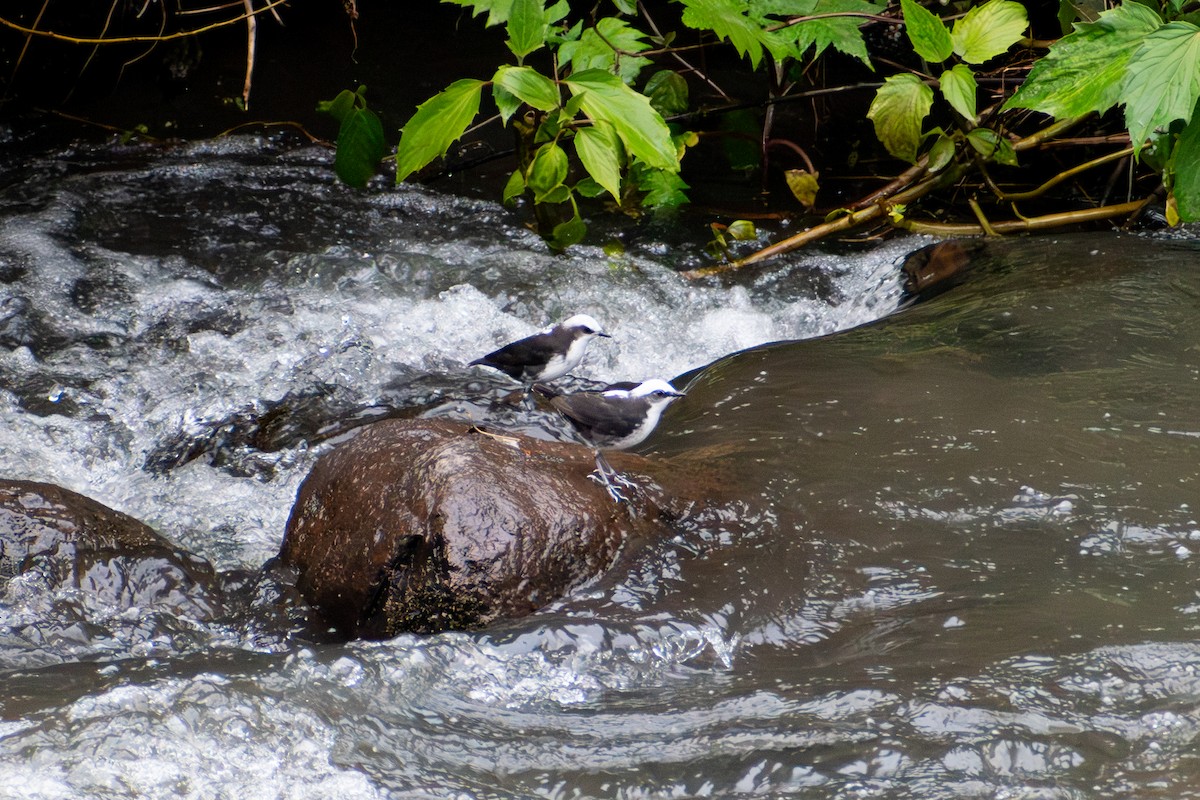 Ak Başlı Derekuşu - ML647222710