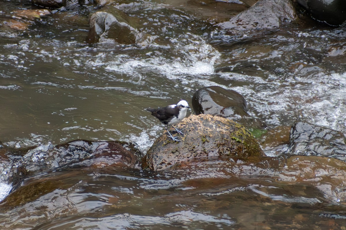 Ak Başlı Derekuşu - ML647222711