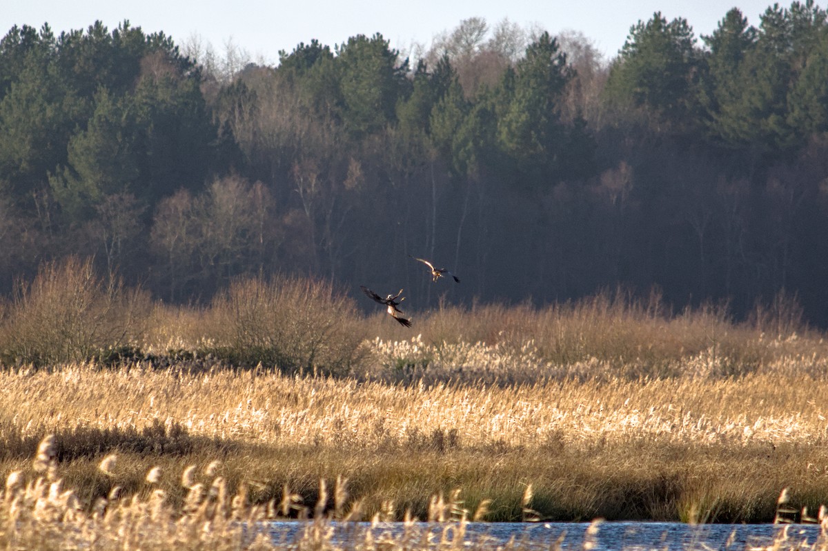 Western Marsh Harrier - ML647222712