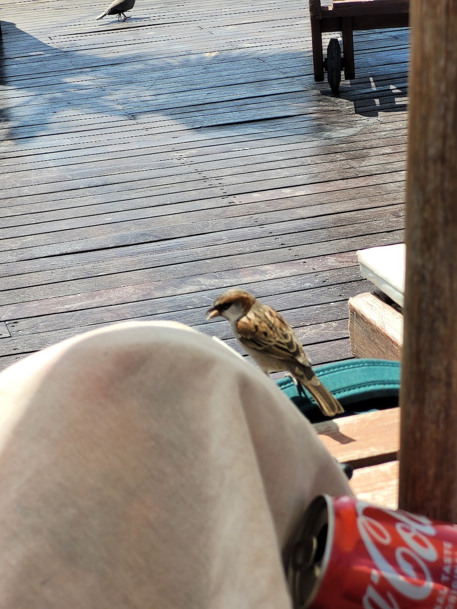 İago Serçesi - ML647222713