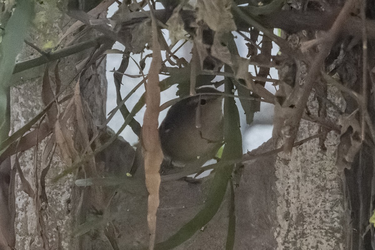 Bianchi Kanarya Çıvgını - ML647222718