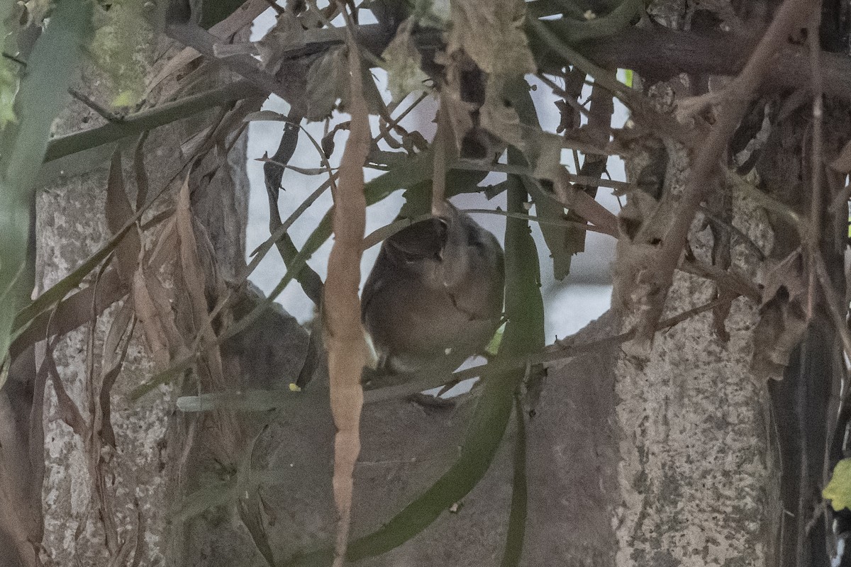 Bianchi Kanarya Çıvgını - ML647222719