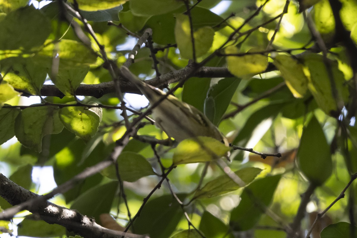 Bianchi Kanarya Çıvgını - ML647222720