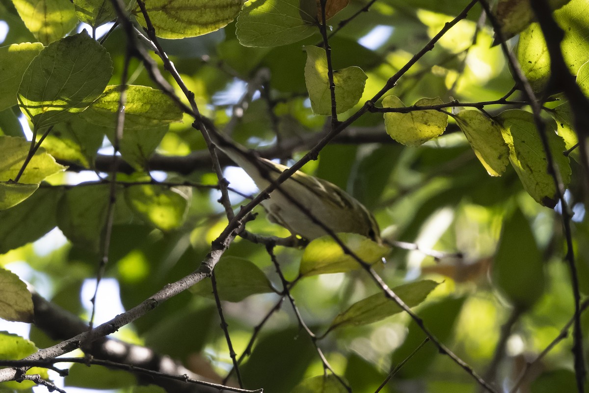 Bianchi Kanarya Çıvgını - ML647222721