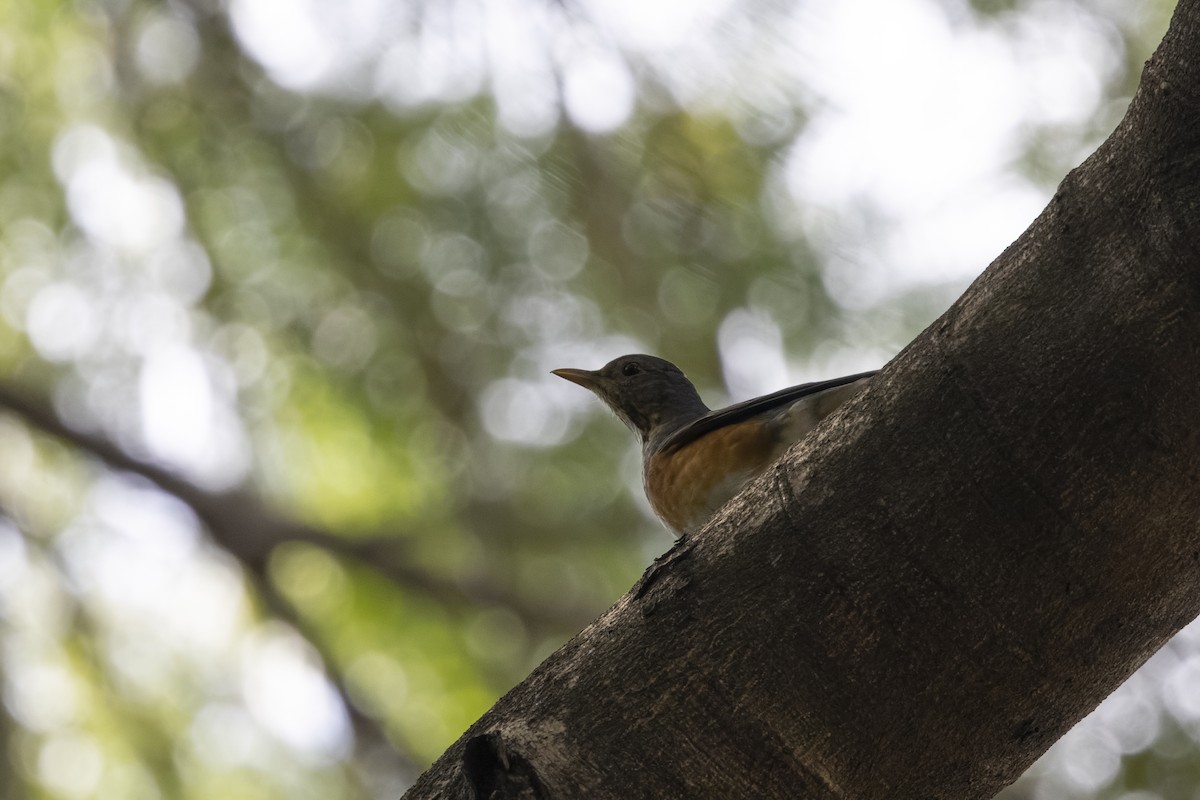 Bianchi Kanarya Çıvgını - ML647222722