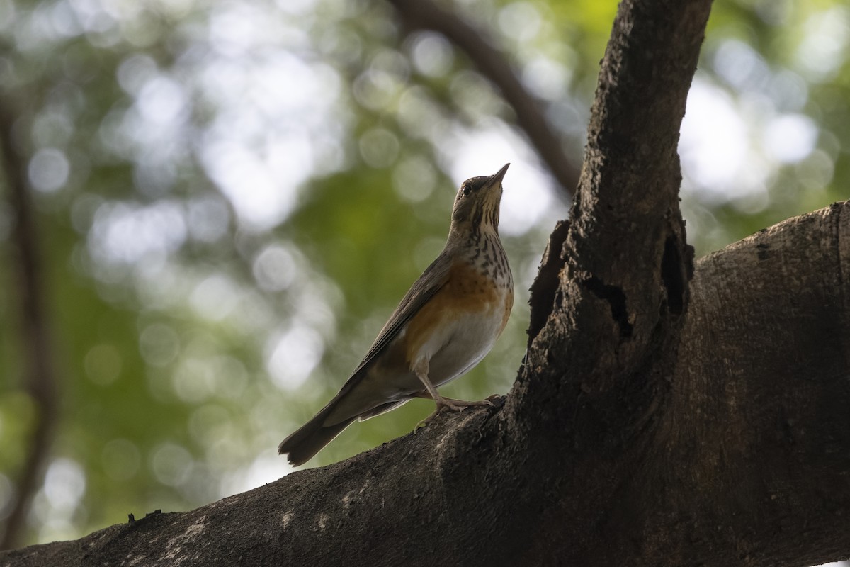 Bianchi Kanarya Çıvgını - ML647222723