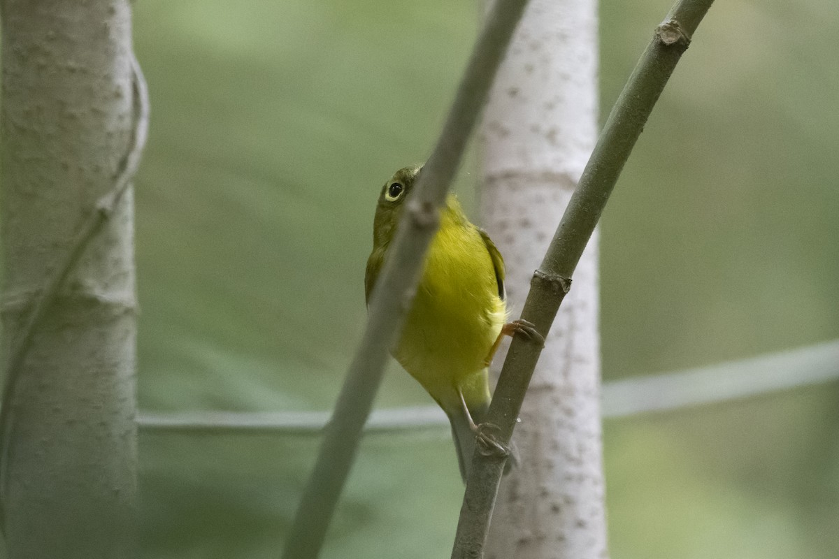 Bianchi Kanarya Çıvgını - ML647222725