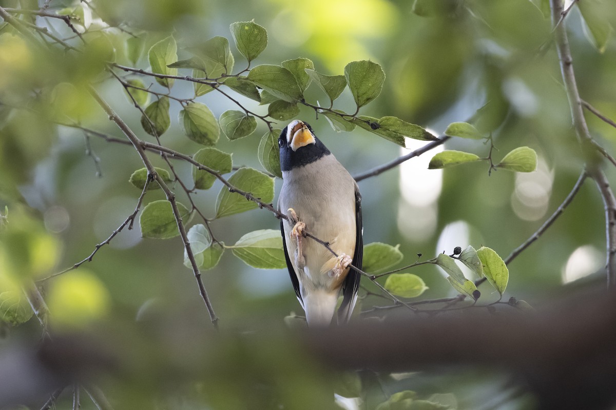 Bianchi Kanarya Çıvgını - ML647222726