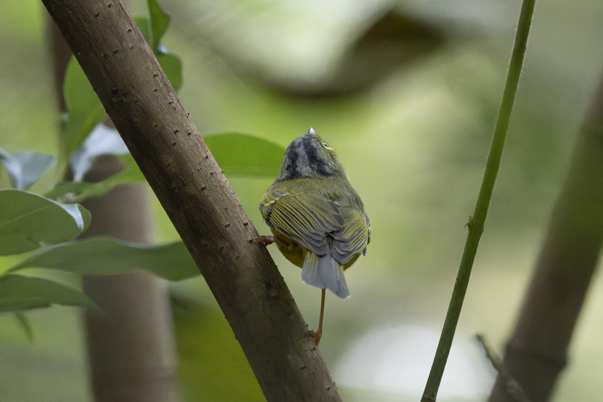 Bianchi Kanarya Çıvgını - ML647222727