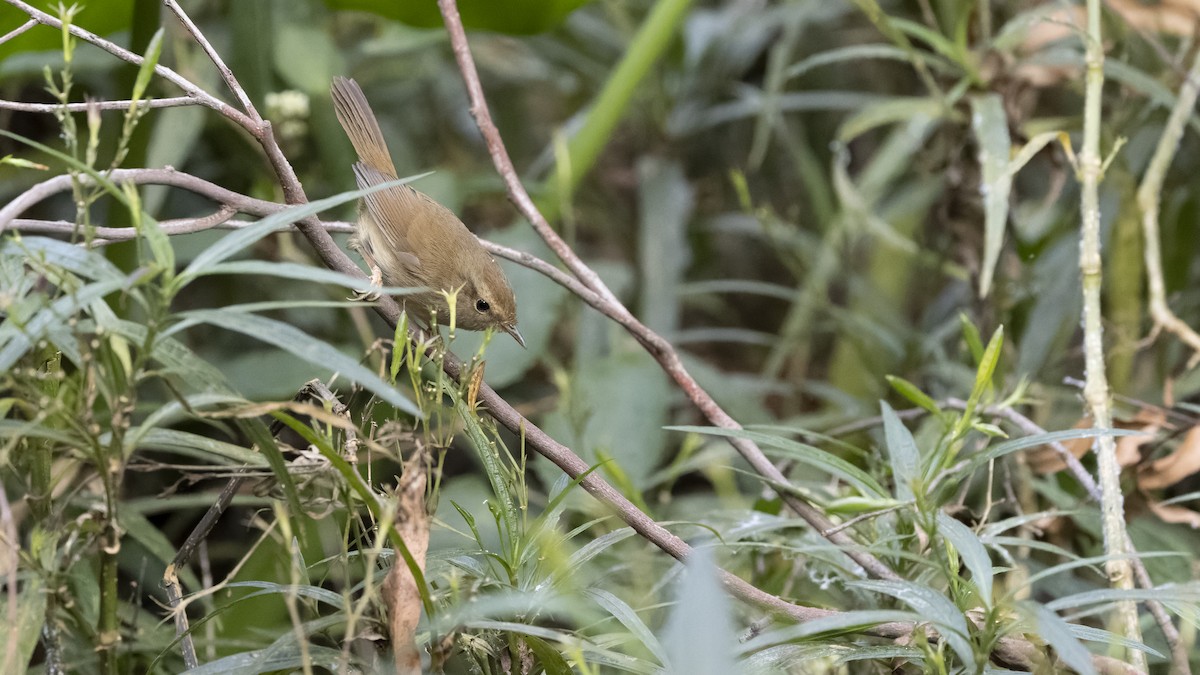Bianchi Kanarya Çıvgını - ML647222728