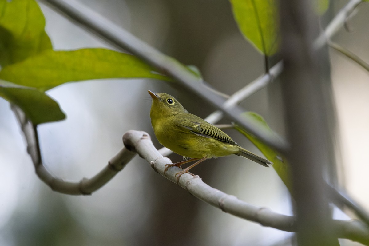 Bianchi Kanarya Çıvgını - ML647222729