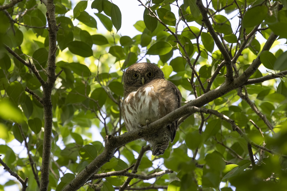 Bianchi Kanarya Çıvgını - ML647222730