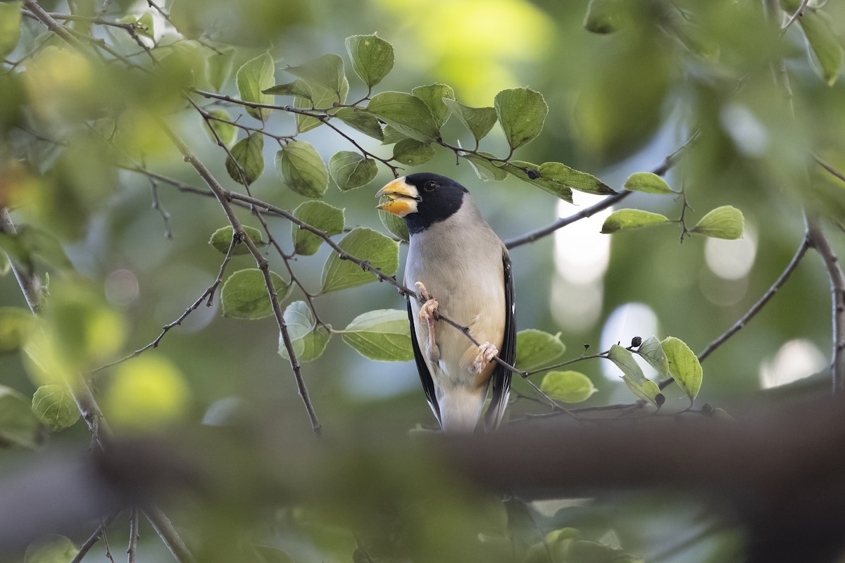 Bianchi Kanarya Çıvgını - ML647222731