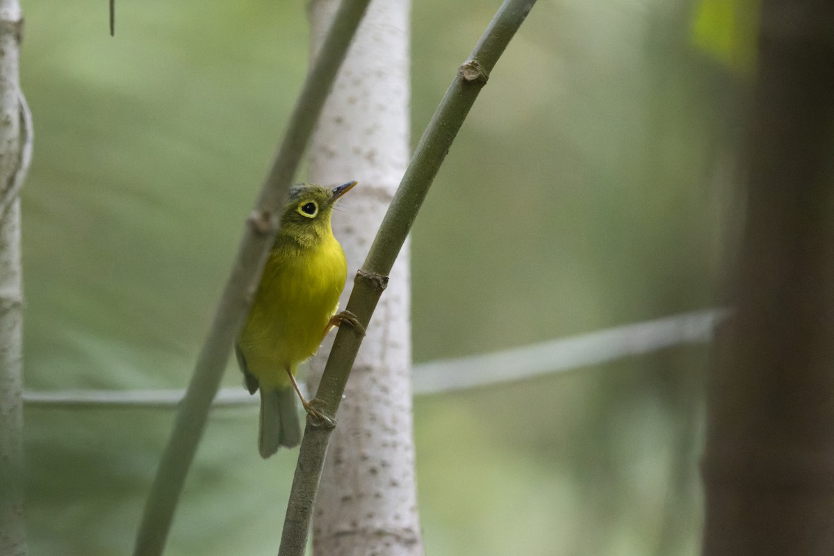 Bianchi Kanarya Çıvgını - ML647222732