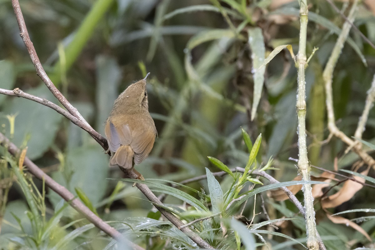 Bianchi Kanarya Çıvgını - ML647222733