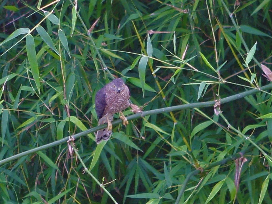 Şikra - ML647222735