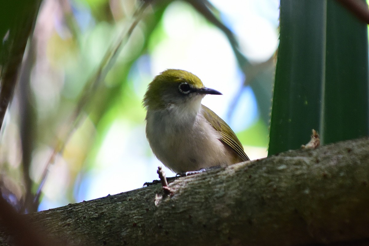 Kristmas Adası Gözlükçüsü - ML647222736