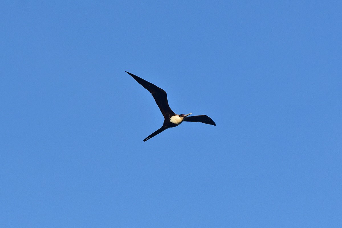 聖誕島軍艦鳥 - ML647222737