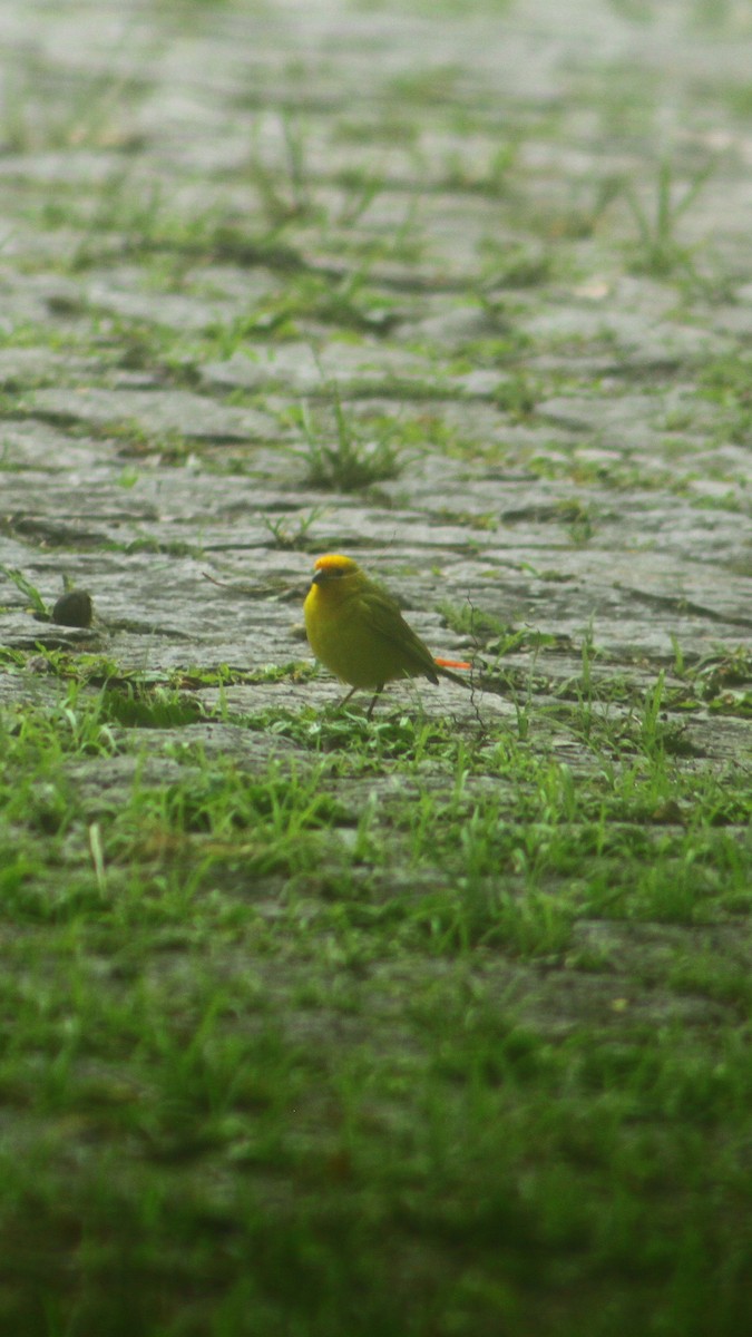 Safran İspinozu - ML647222739