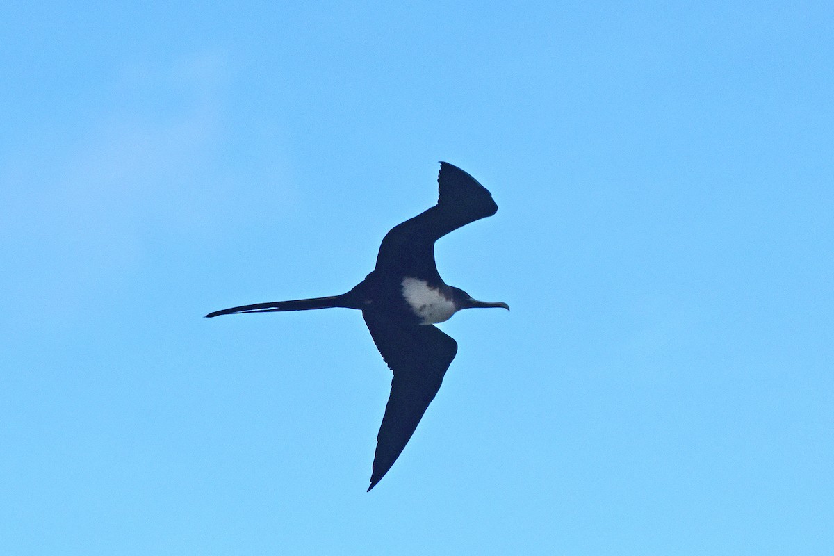 Küçük Fregatkuşu - ML647222740