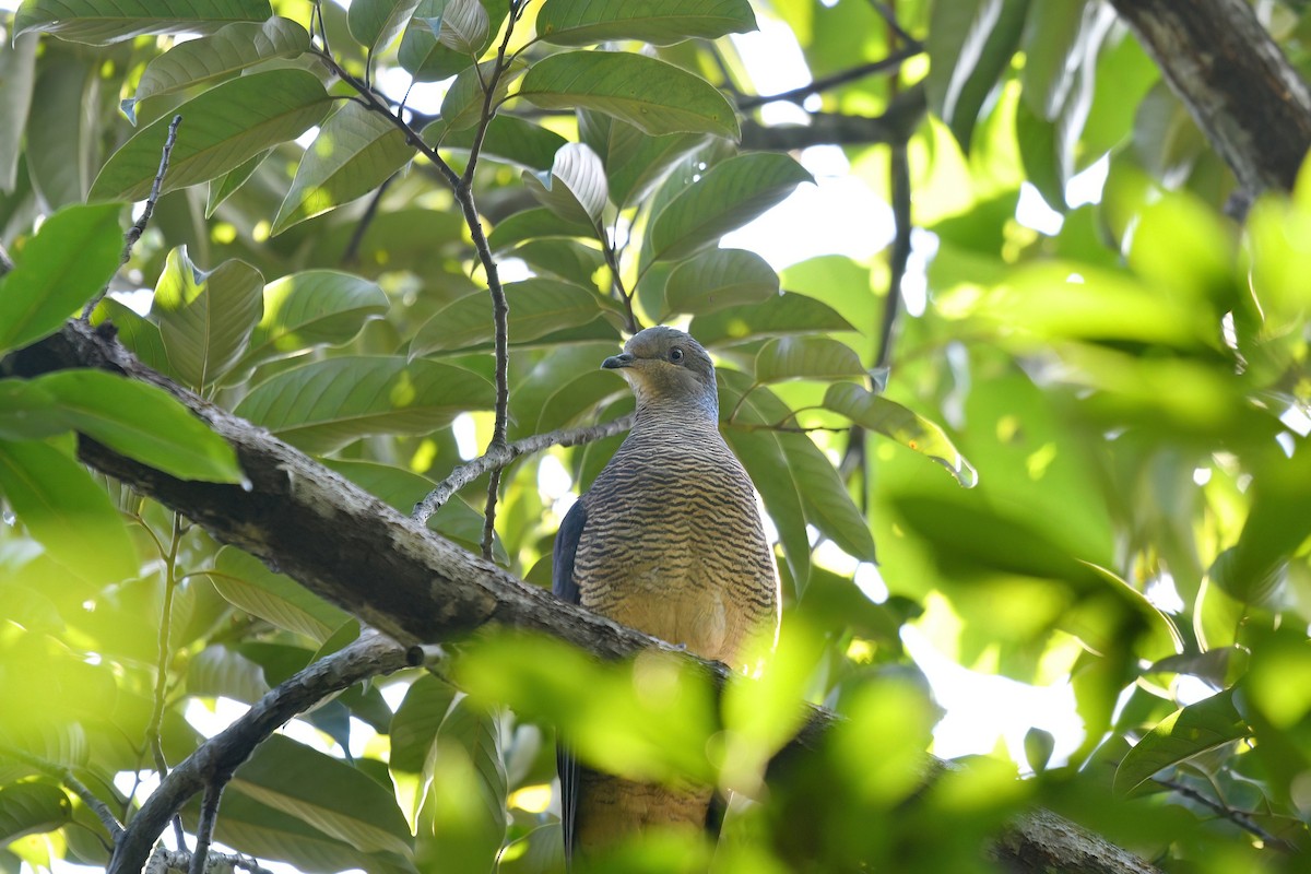 Barred Cuckoo-Dove - ML647222741