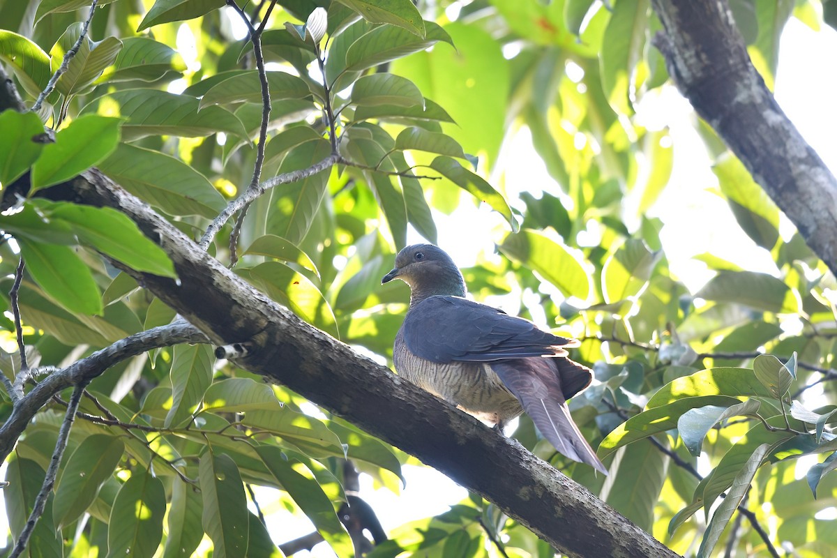 Barred Cuckoo-Dove - ML647222742