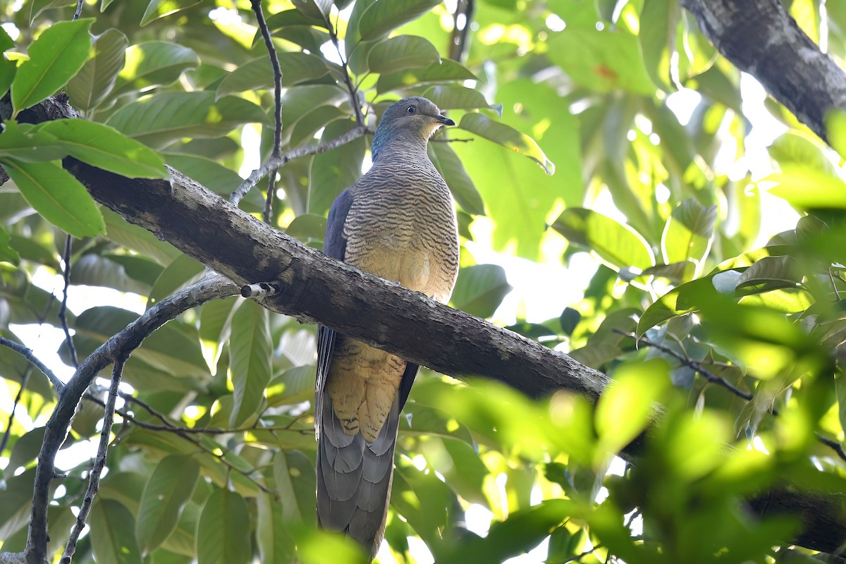 Barred Cuckoo-Dove - ML647222743