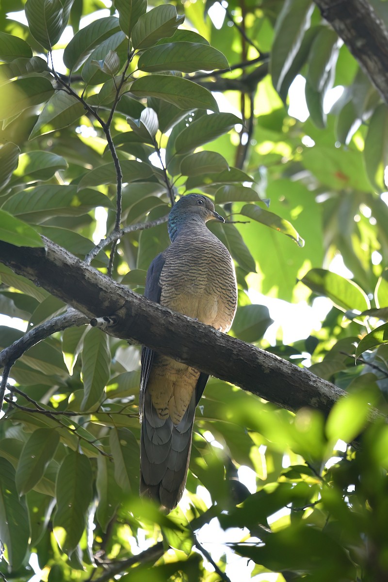Barred Cuckoo-Dove - ML647222744