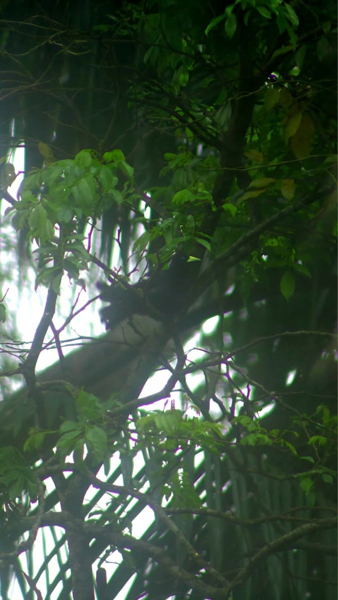 Kırmızı Sokumlu Kasik - ML647222749