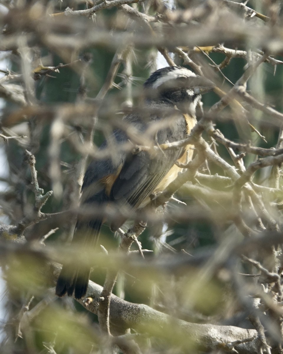 Orinoko Saltatoru - ML647222750