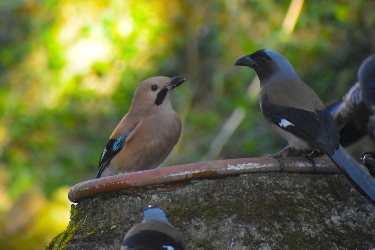 Сойка звичайна - ML647222751