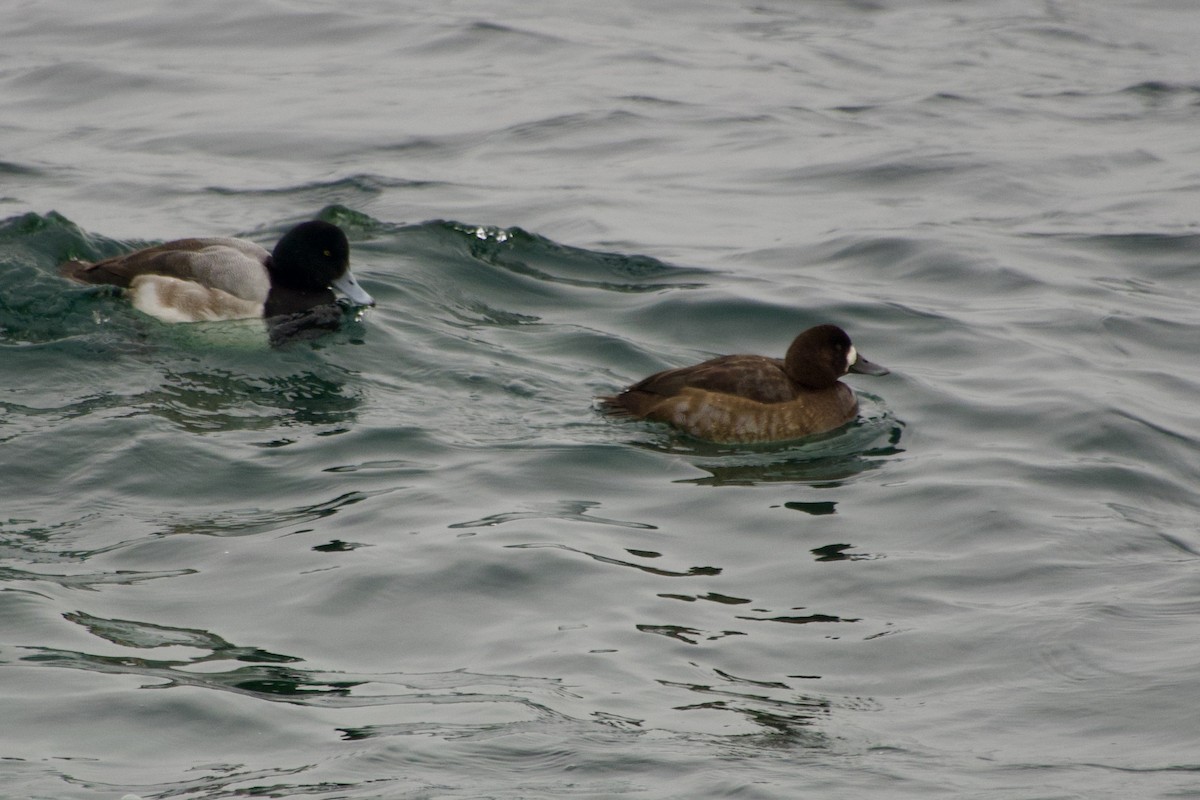 スズガモ - ML647222760