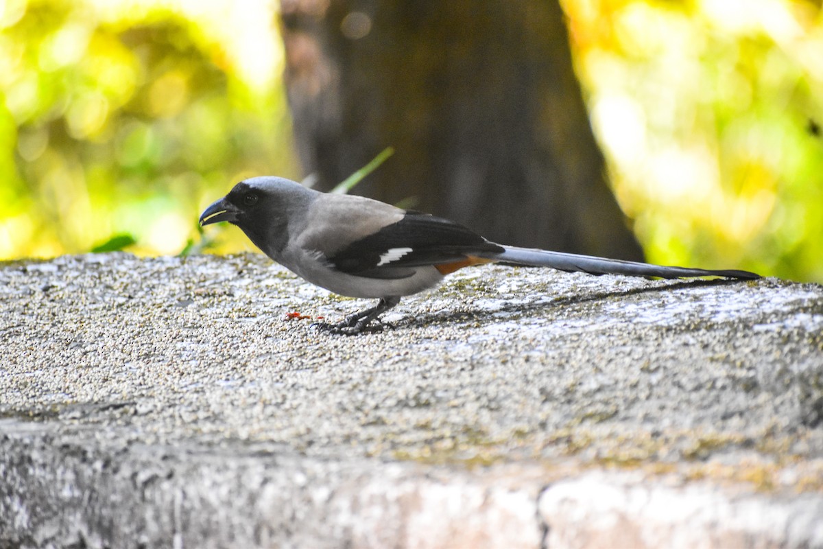 Gray Treepie - ML647222764