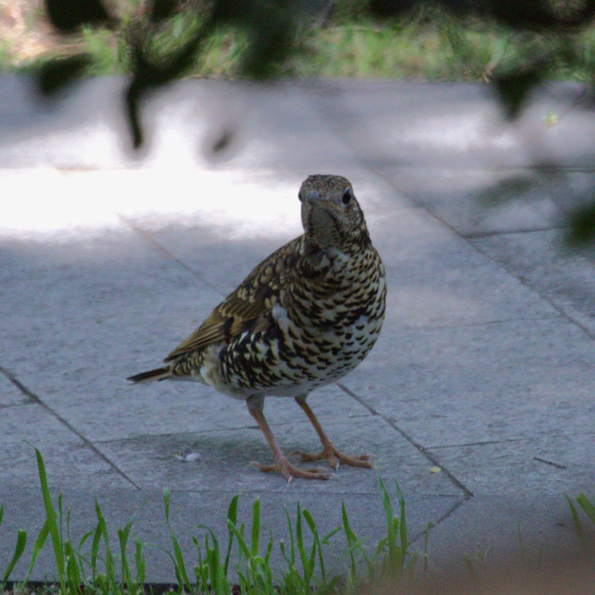 White's Thrush - ML647222774