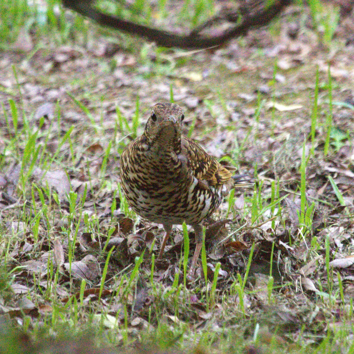 White's Thrush - ML647222775