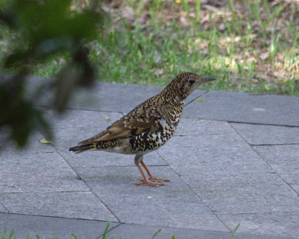 White's Thrush - ML647222776